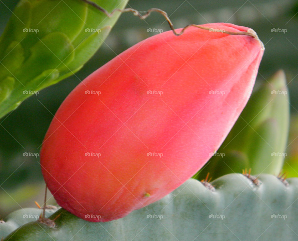 Exotic Fruits brimming with freshness and flavor. Fruit so ripe, it burst with juice when you bite into it. Eat it for the taste, love it for the nutrition!