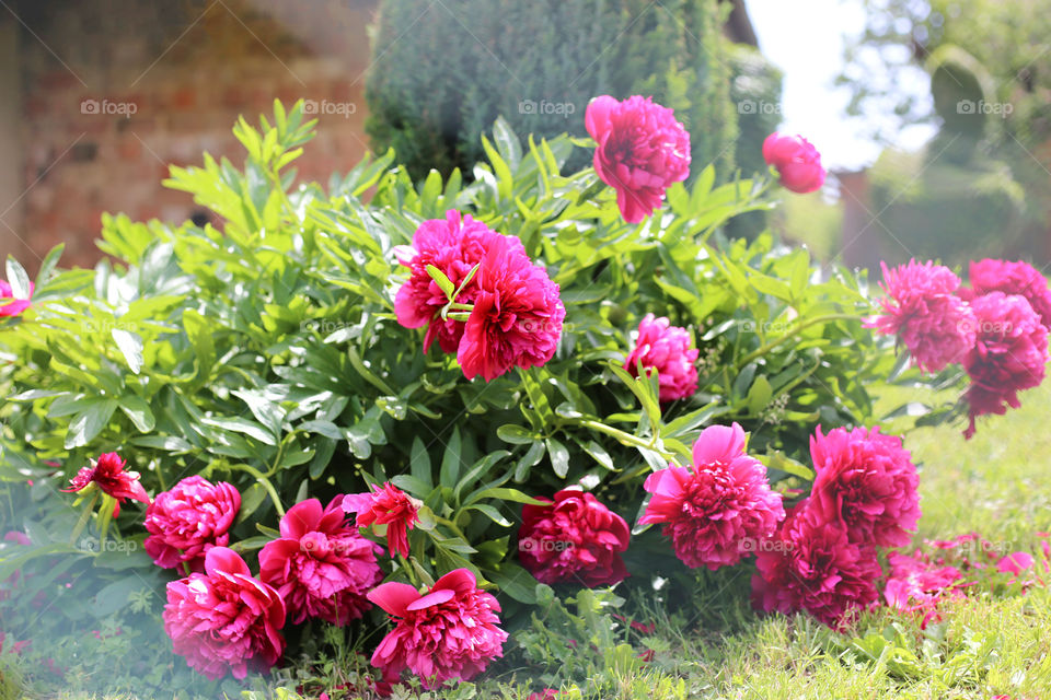 Big bush of blossoming pink peonies in the park.  Fresh spring flowers near house