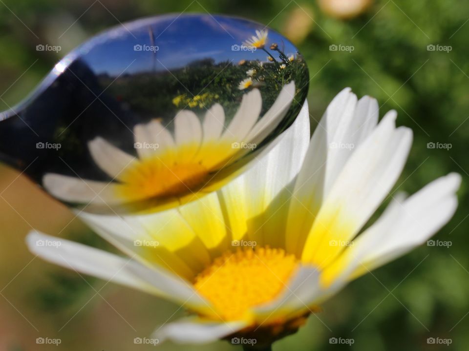 Macro daisy with reflection 