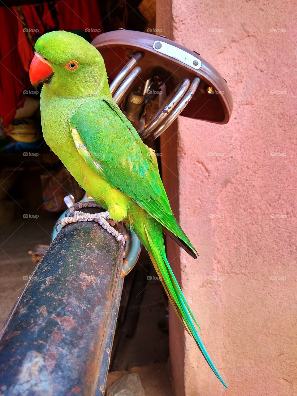 Parrot the green bird