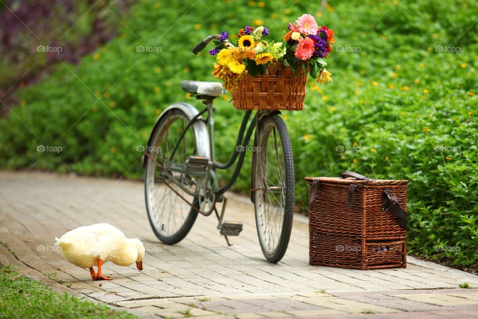 Old bike, duck and a picnic set