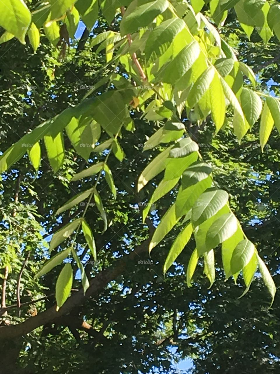 Lush green butternut tree leaves 