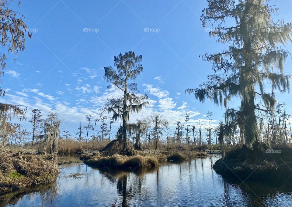 A bald cypress swamp