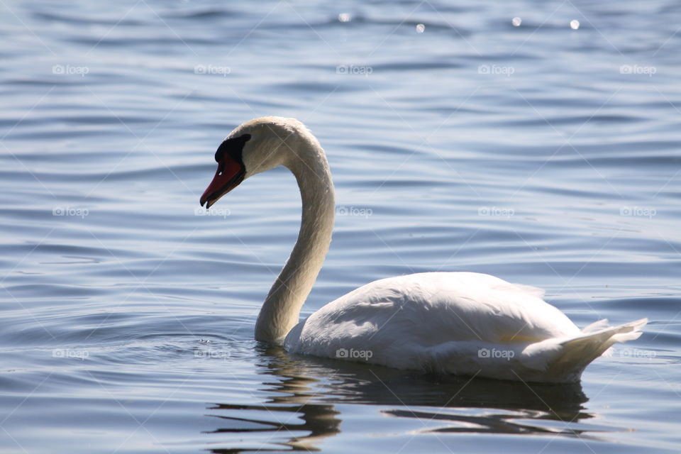 Swan