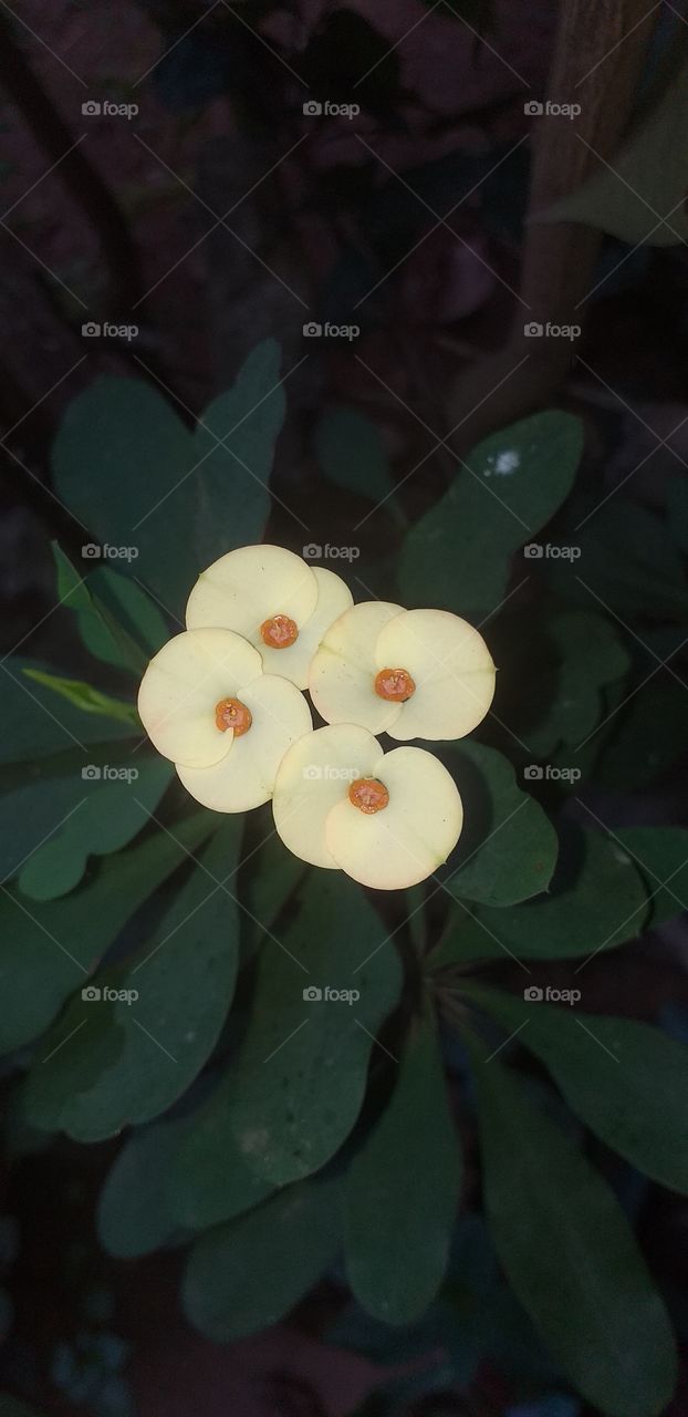beautiful view of flowers and leaves
