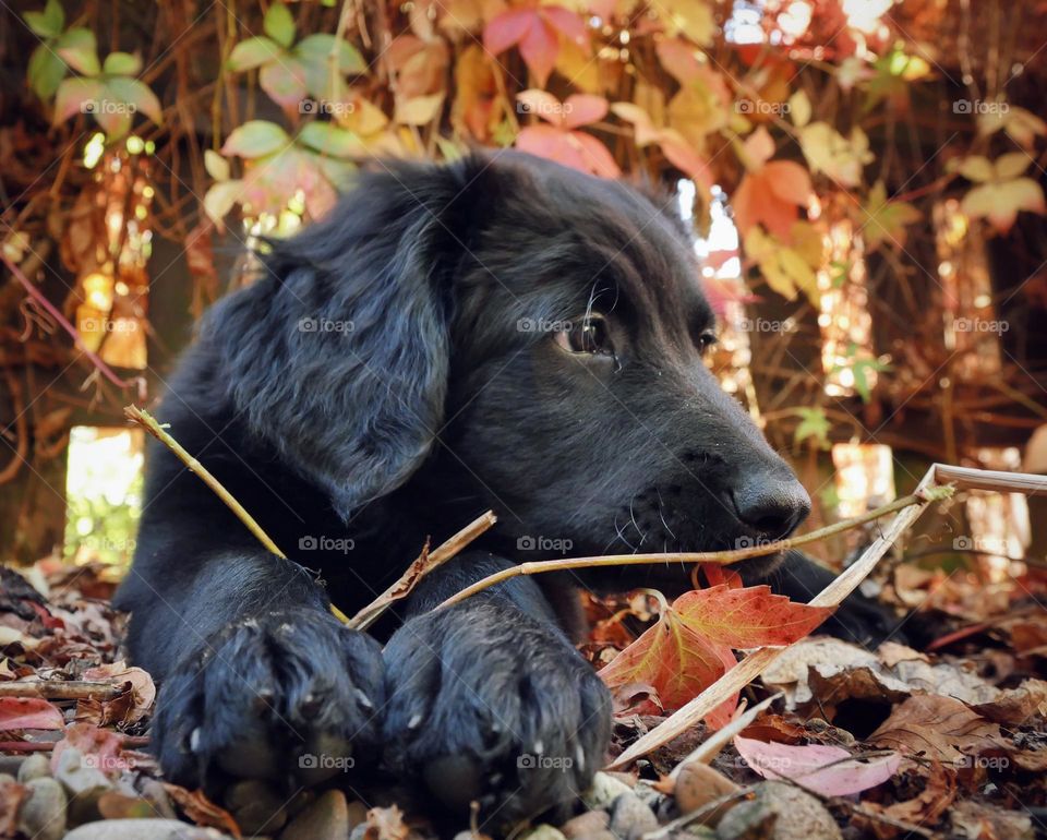 Young hovawart puppy