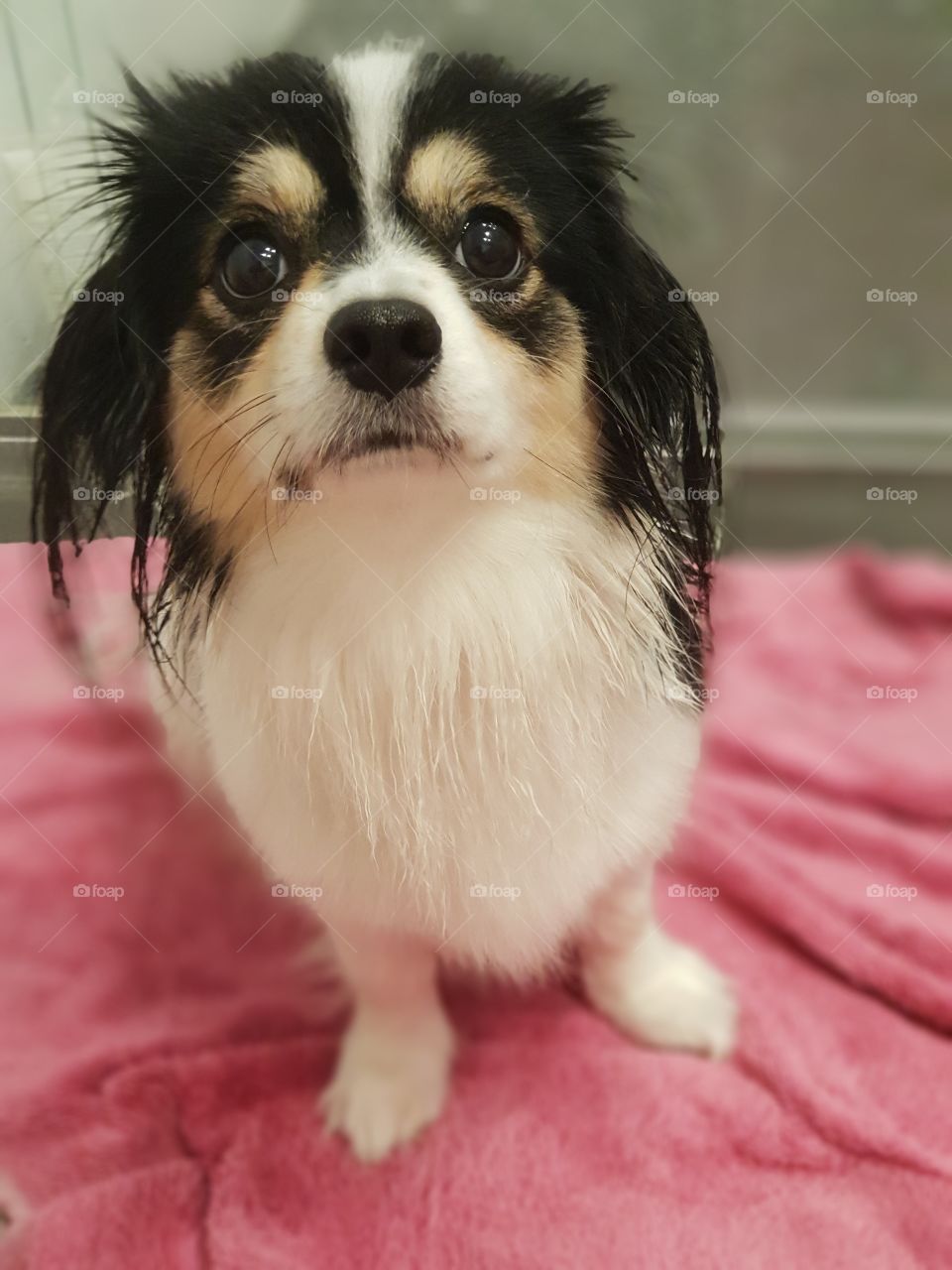 Bathed Puppy