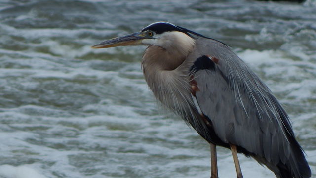 great blue heron