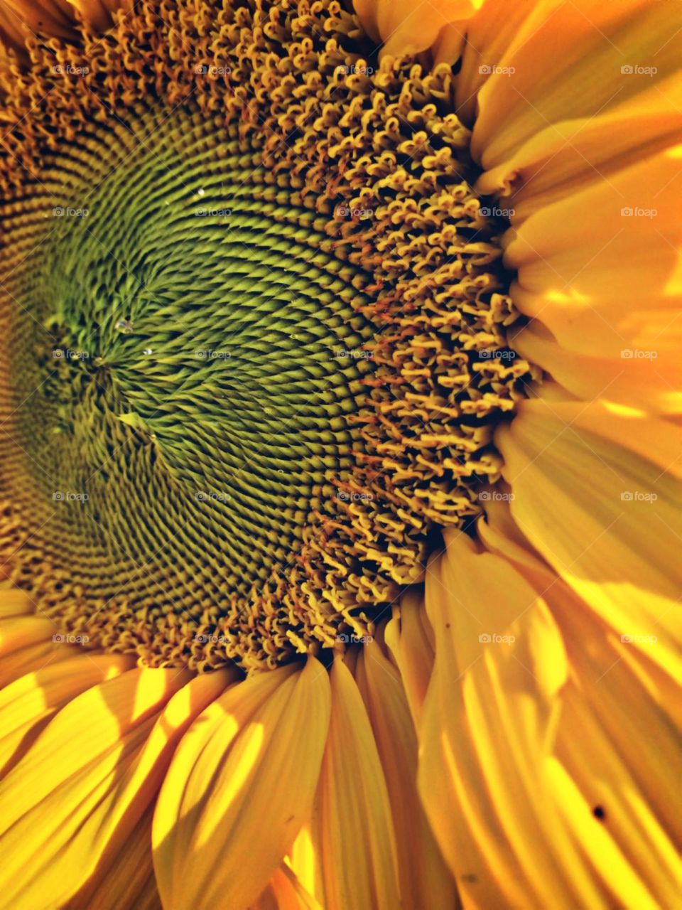 Perfeito e gigante girassol, perseguidor da luz e da glória.