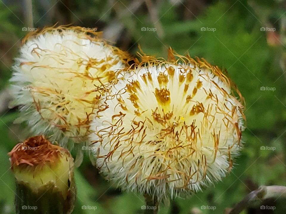 Beautiful close up of a dandelion