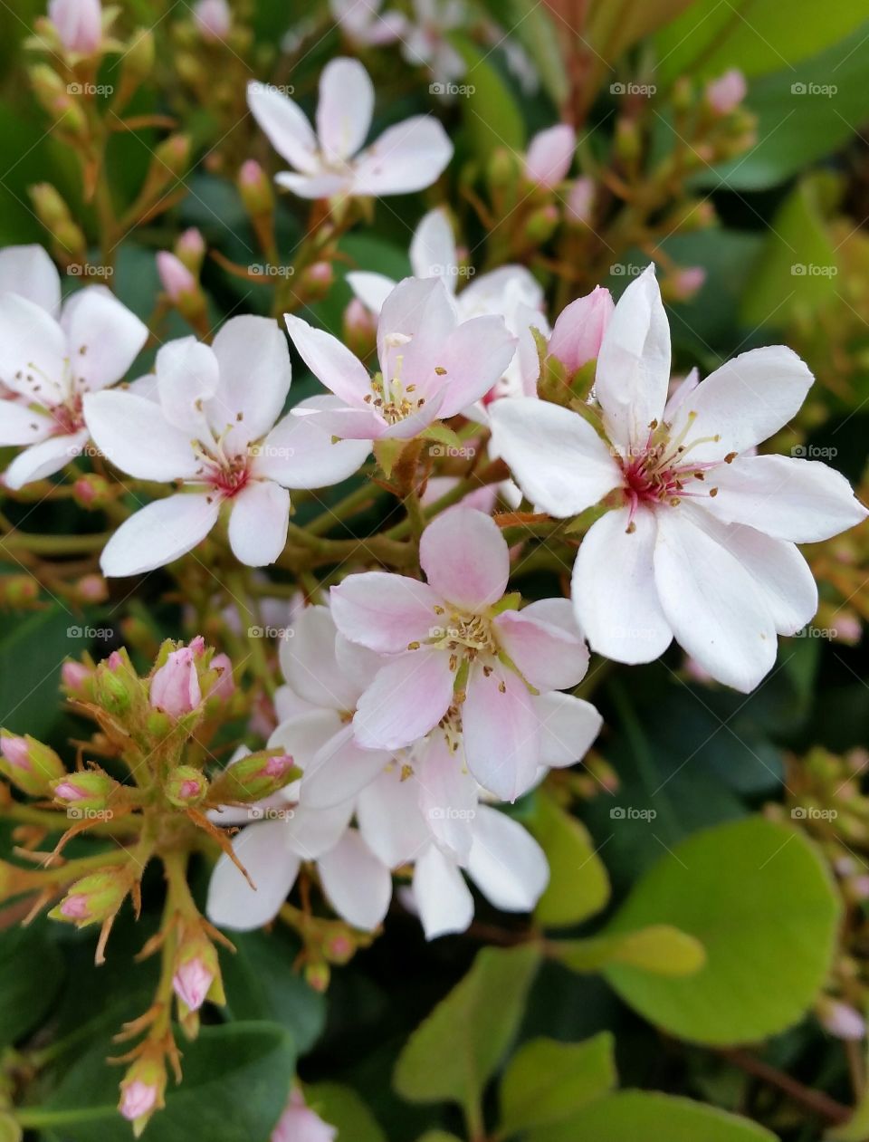 Beautiful white flowers