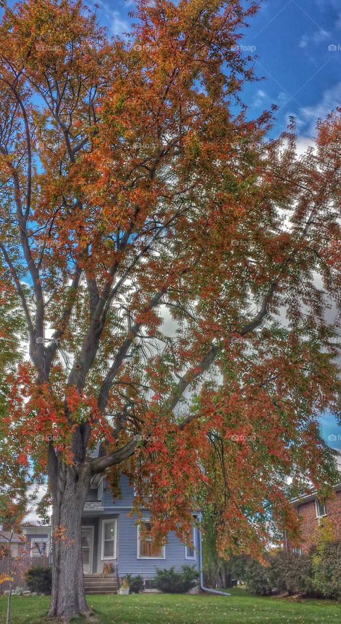 Fall Front Yard