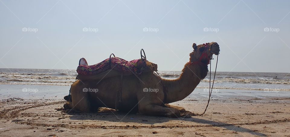 jampore beach, daman, gujarat, india