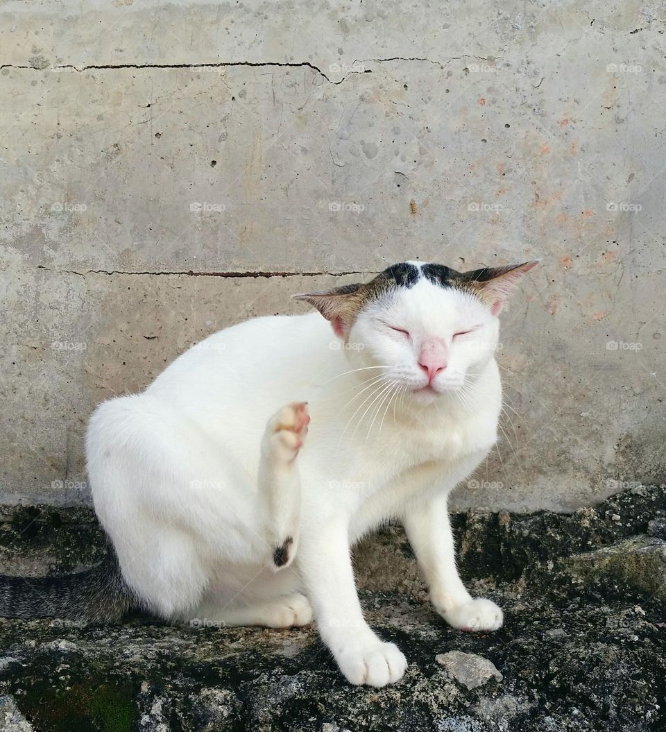 A female cat scratching her ear...