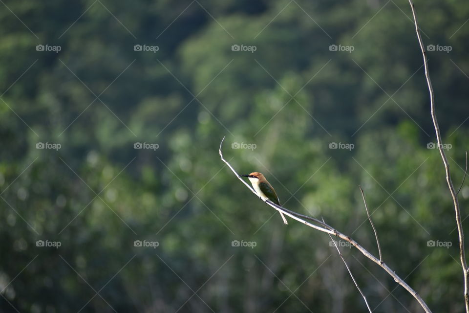 chestnut headed bee eater bird on small branch