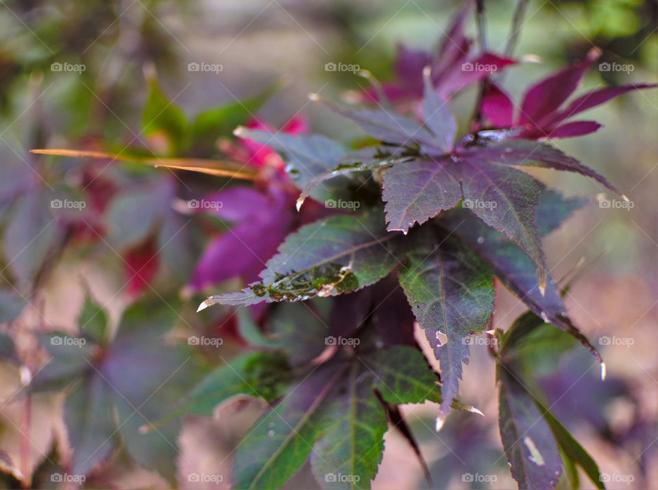 Japanese Maple leaves in Fall