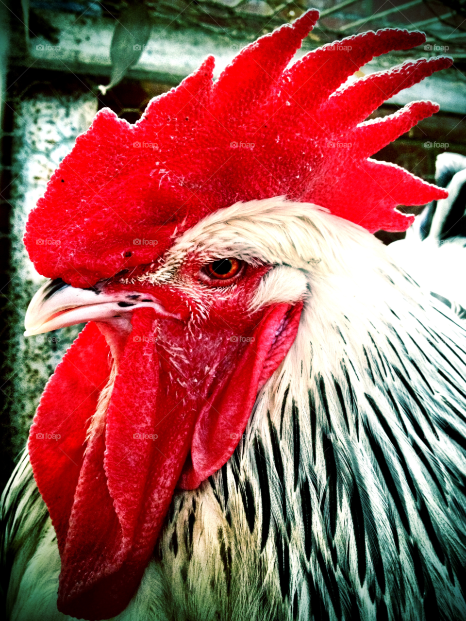 chicken close up cock rooster by gdyiudt