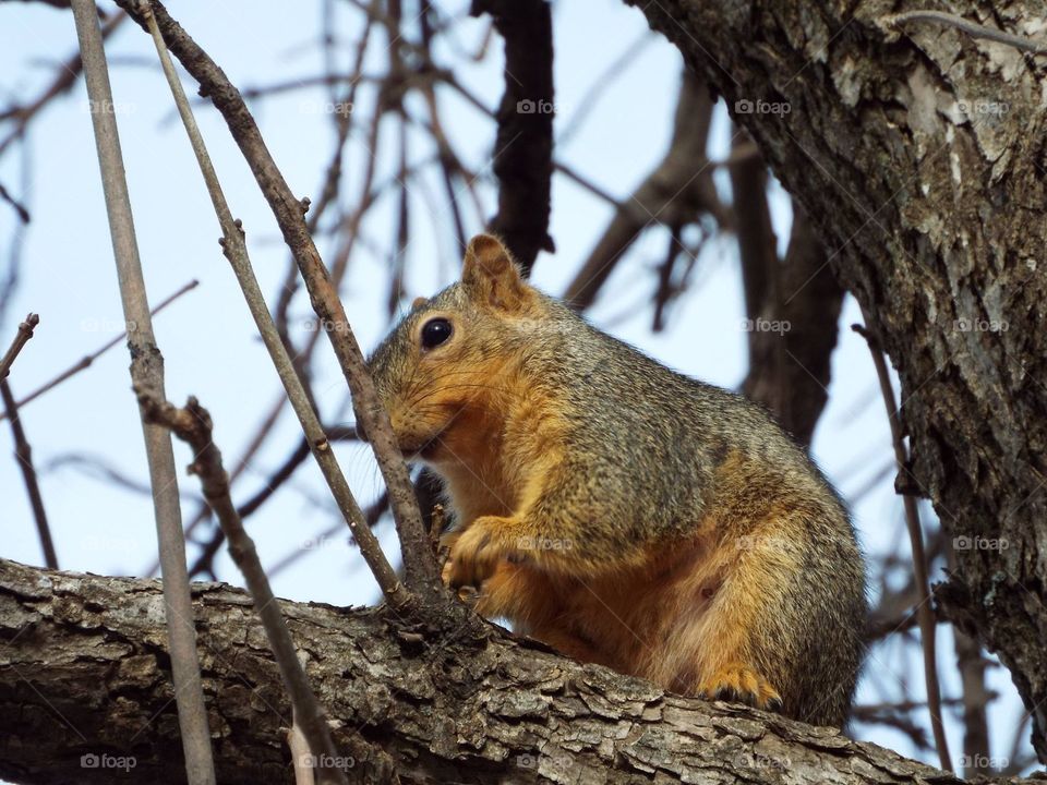Squirrel 