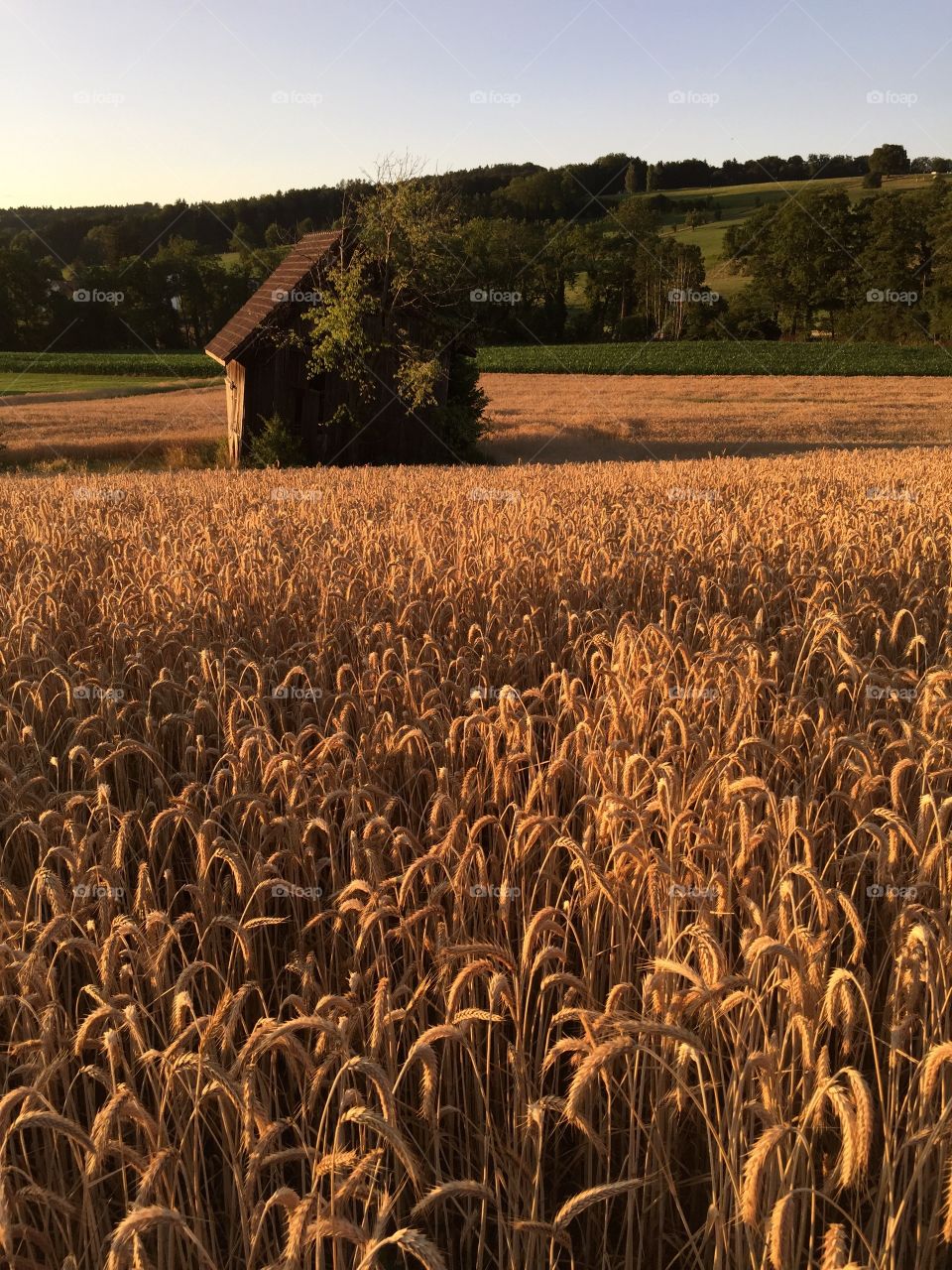 Golden hour in the cornfield. Golden Hour is the most beautiful time to go for a walk - the cornfield is close to the lake of Zurich.