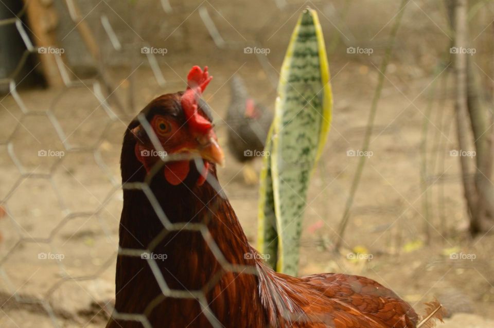 farm hen red