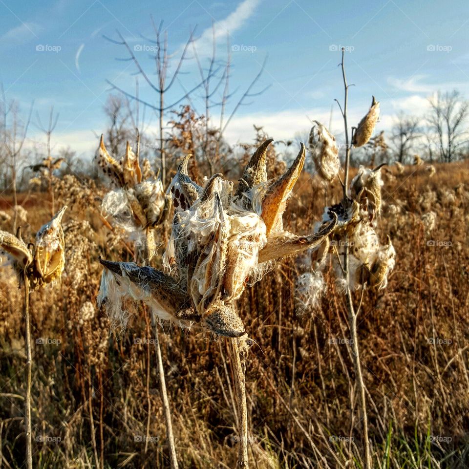 Milkweed Fluff