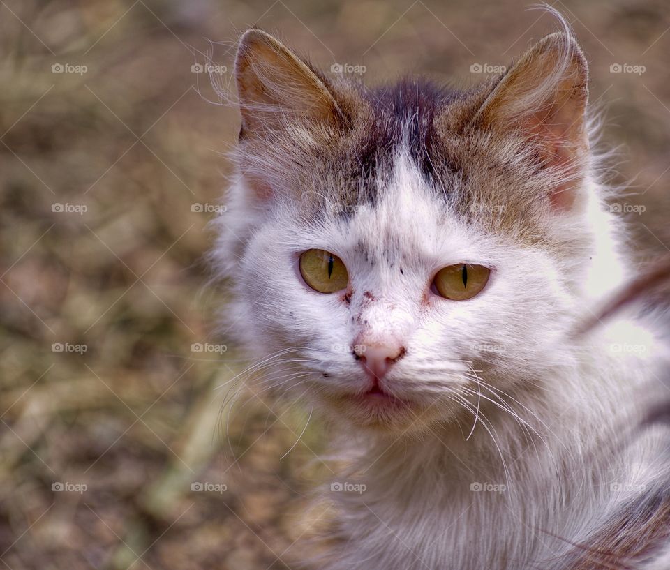 Street cat. 