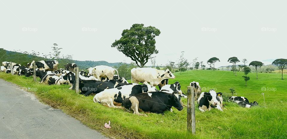 The hills are alive with the sound of moo-sic.  And cows wear bells around their necks to make beautiful moo-sic