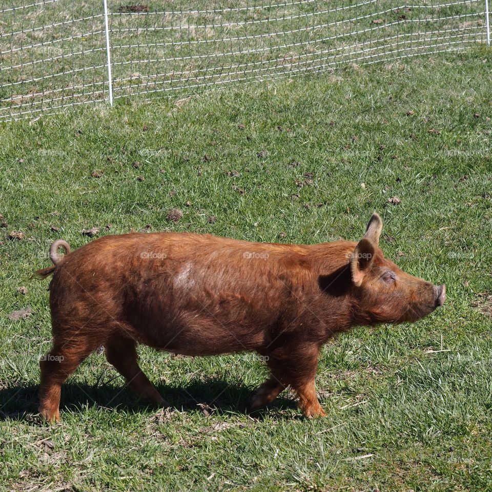 A large brown pig walking in the grass in rural Central Oregon on a sunny spring day. 