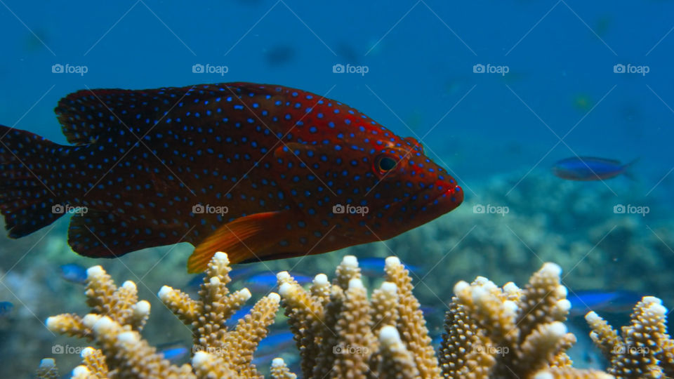 Snorkeling nella barriera corallina
