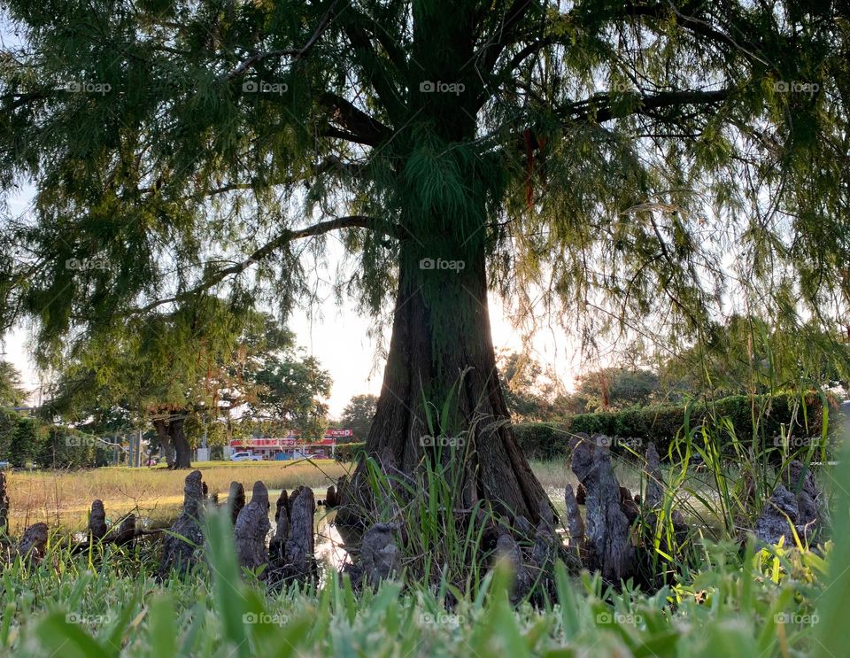 Surreal Effect Of This Body Of Water In The City With Beautiful Tree And Strange Plants Or Roots Coming Out Unexpectedly Of The Water During Sunset With Sun Reflection In The Water.