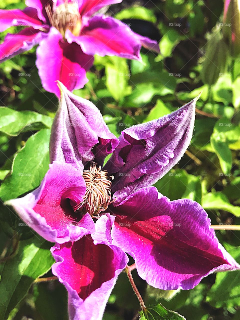 Clematis... 