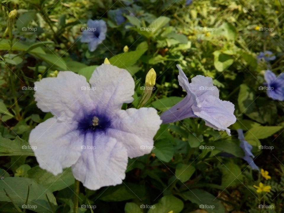 violet flower two