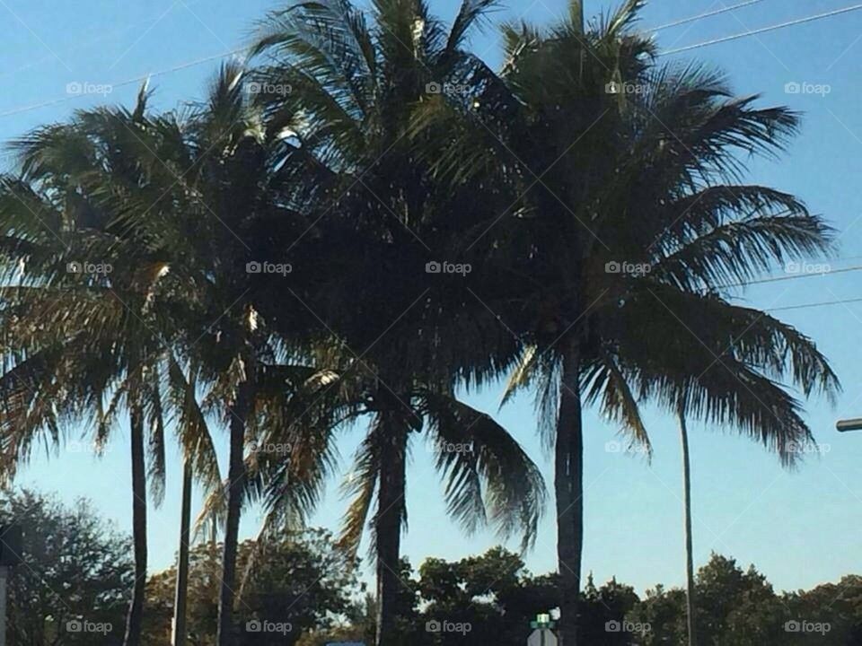 Natures palms