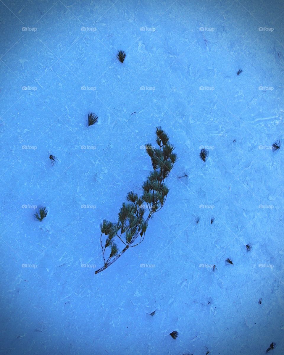 A fresh pine branch on the frozen ice.