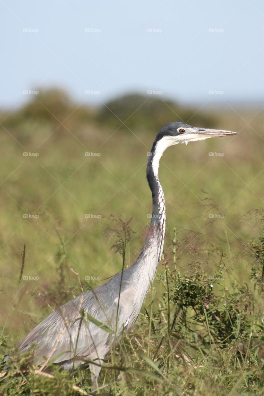 Blackheaded heron.