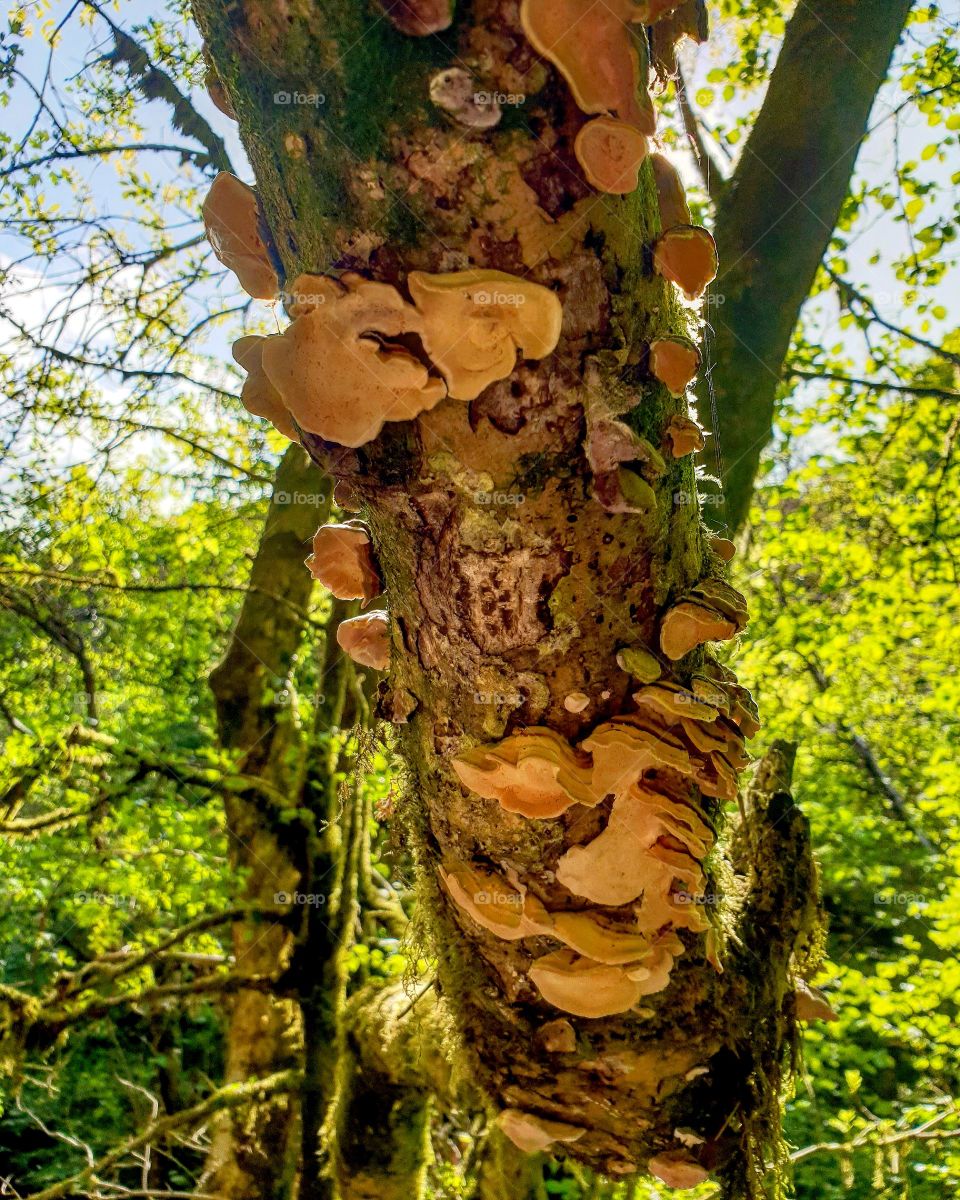 Tree fungus