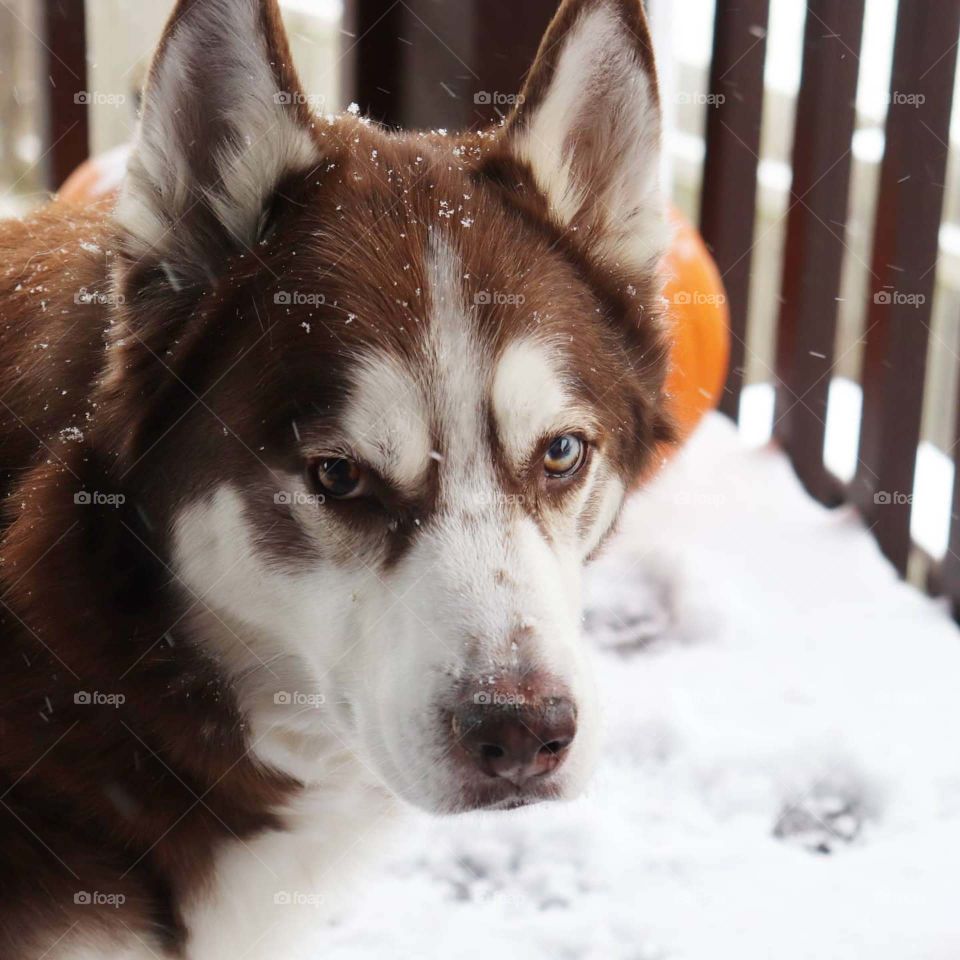serious looking husky