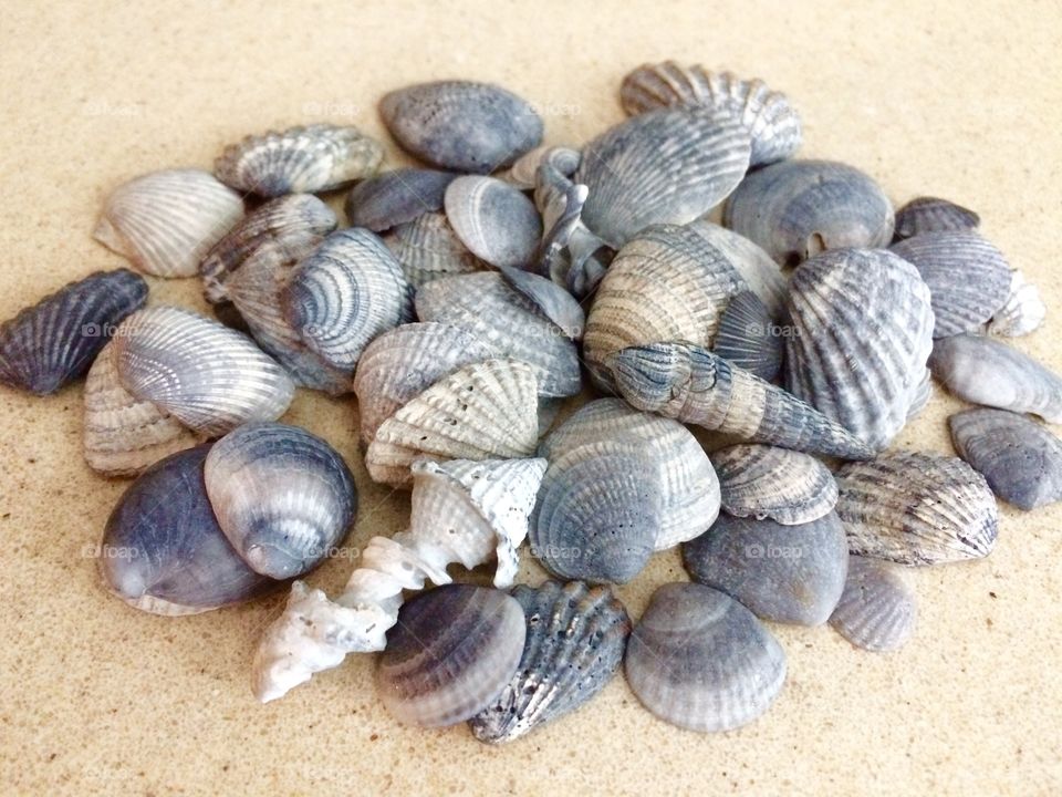 Seashells on sand at beach