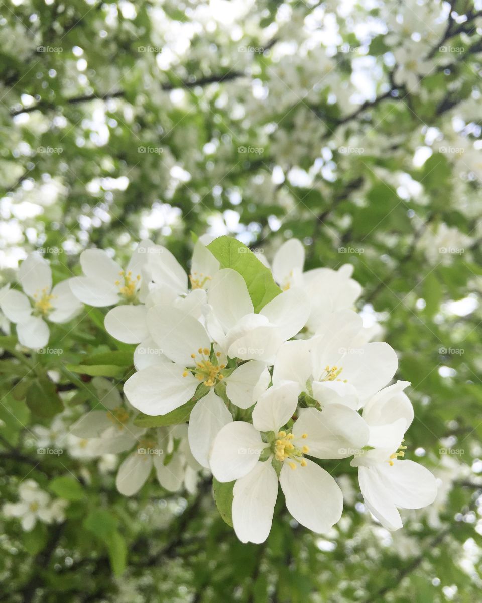 Flowers in Chicago!!