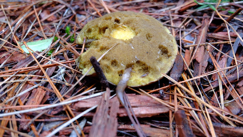 Slug  and a mushroom on a forest floor