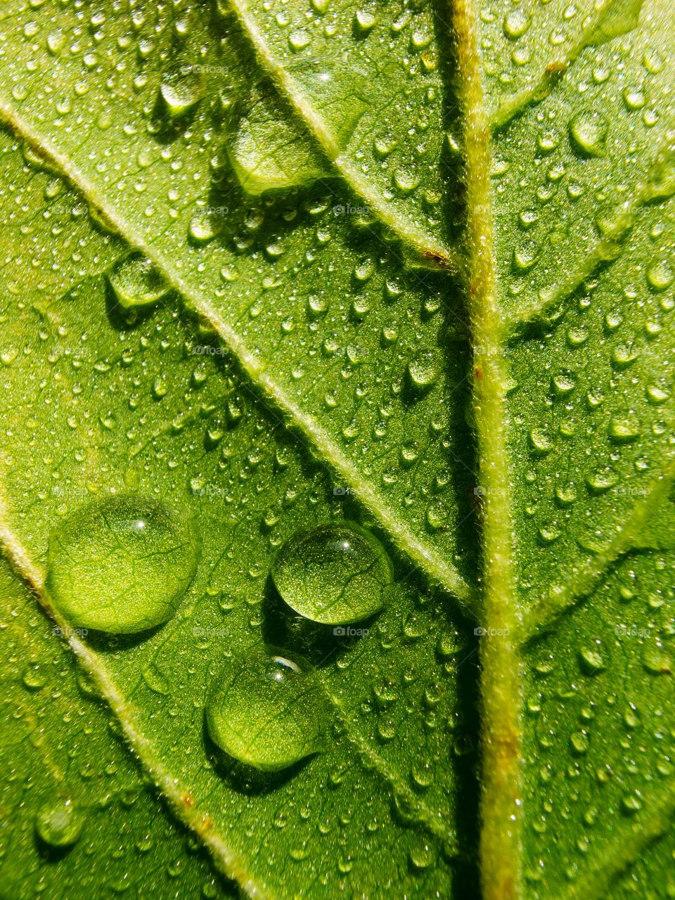 Waterdrops on a leaf