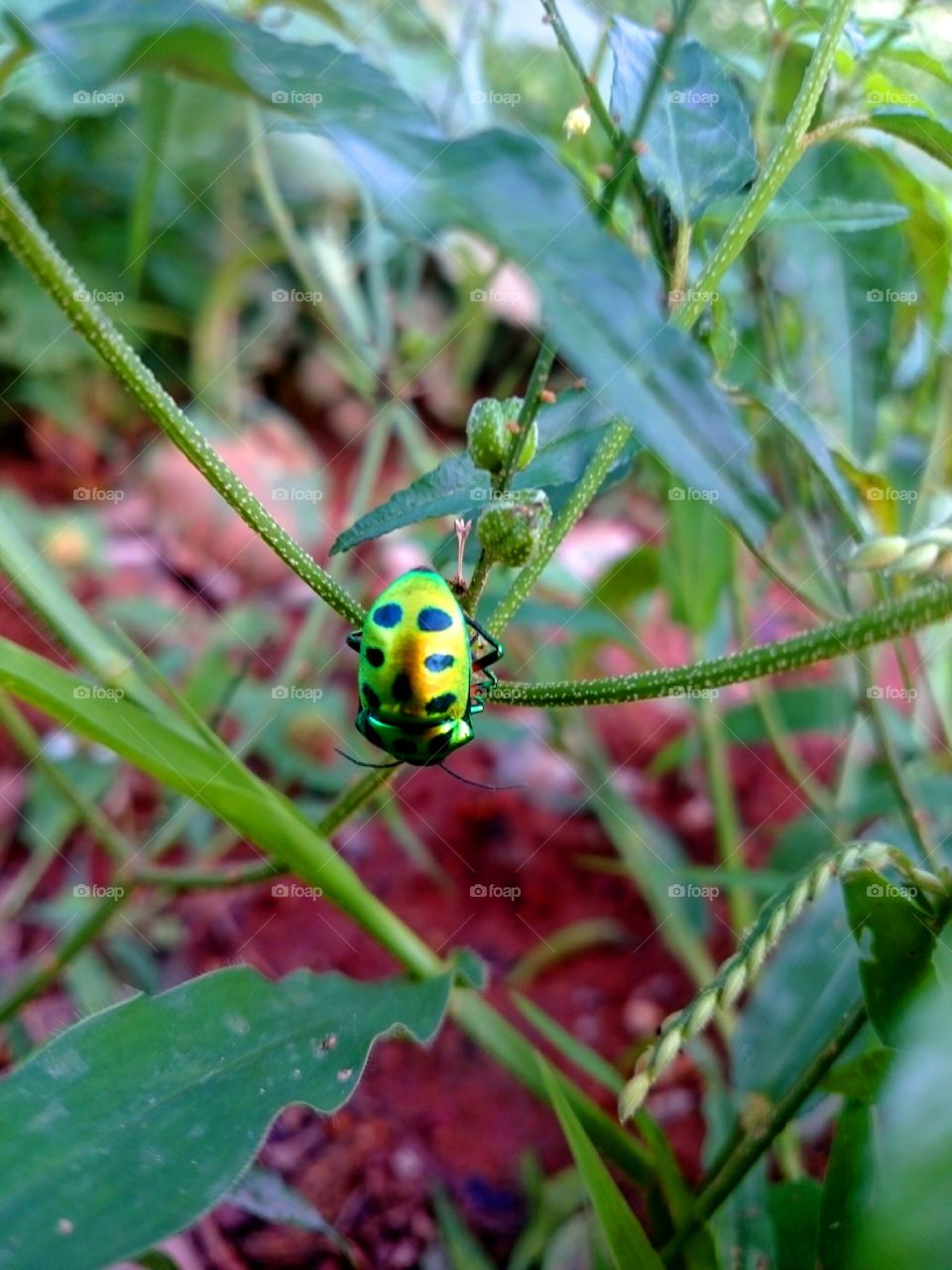 green queen