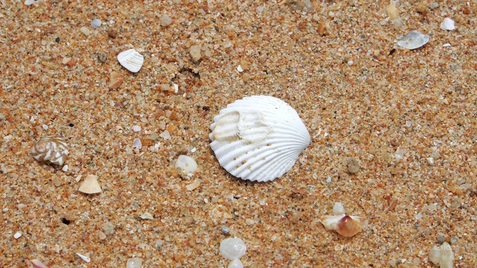 Scallop seashell on sand