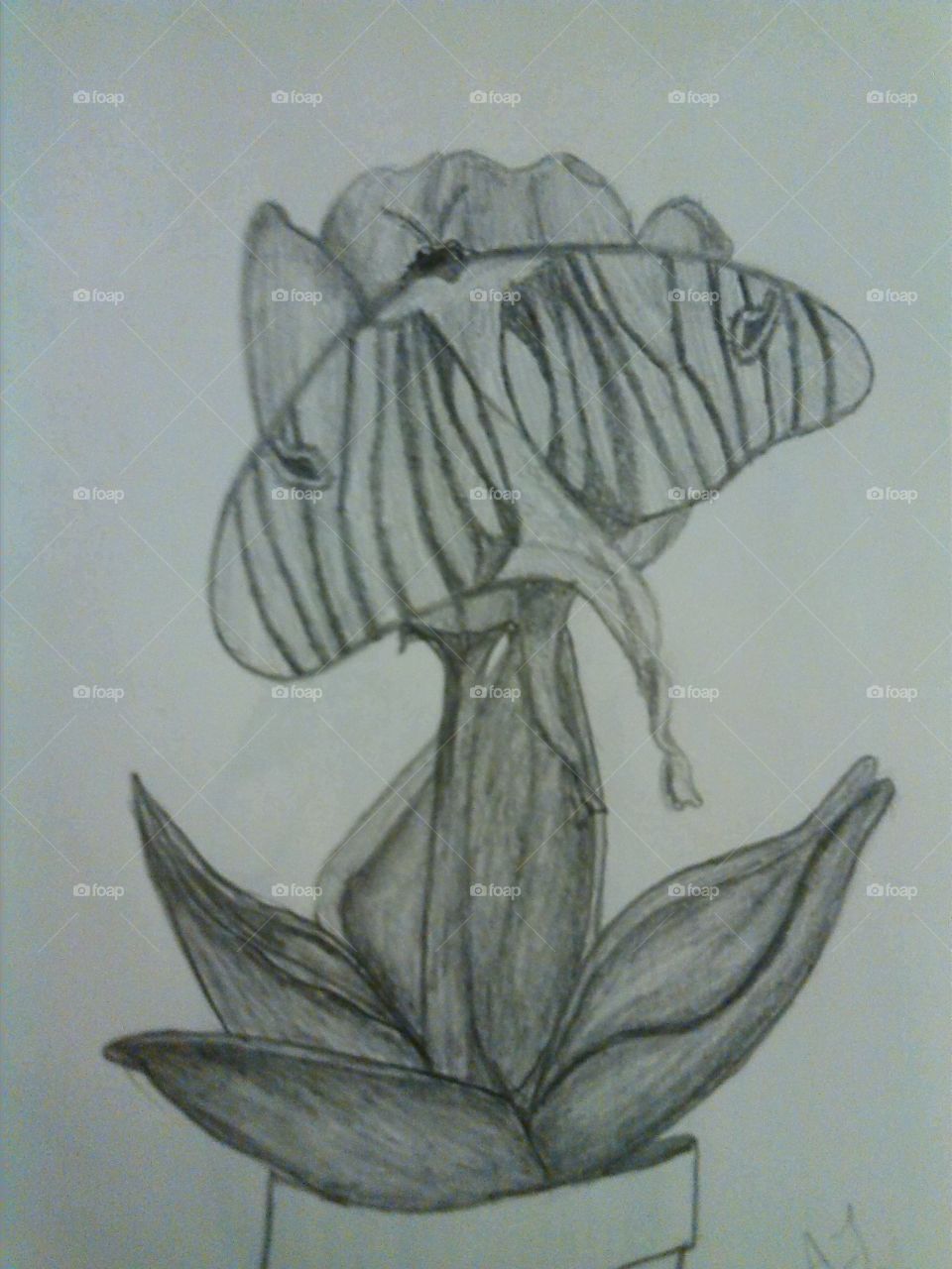 my drawing of a tulip with a moth