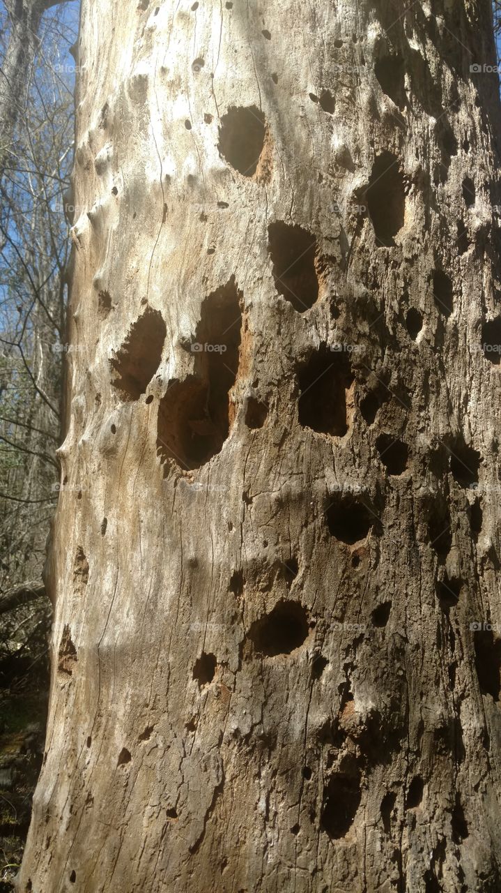 Bark, No Person, Rough, Old, Wood