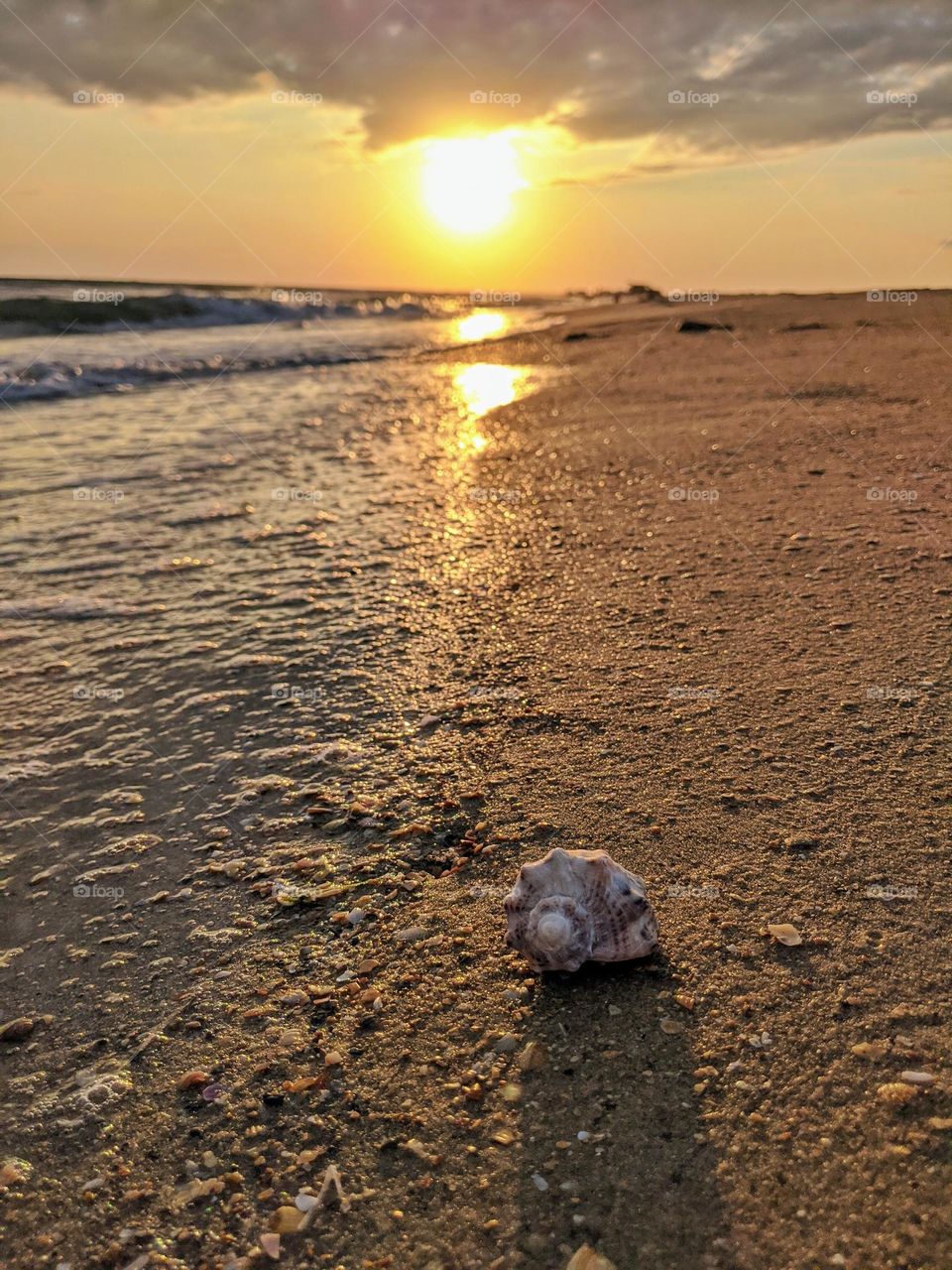 shell on the sand beach
