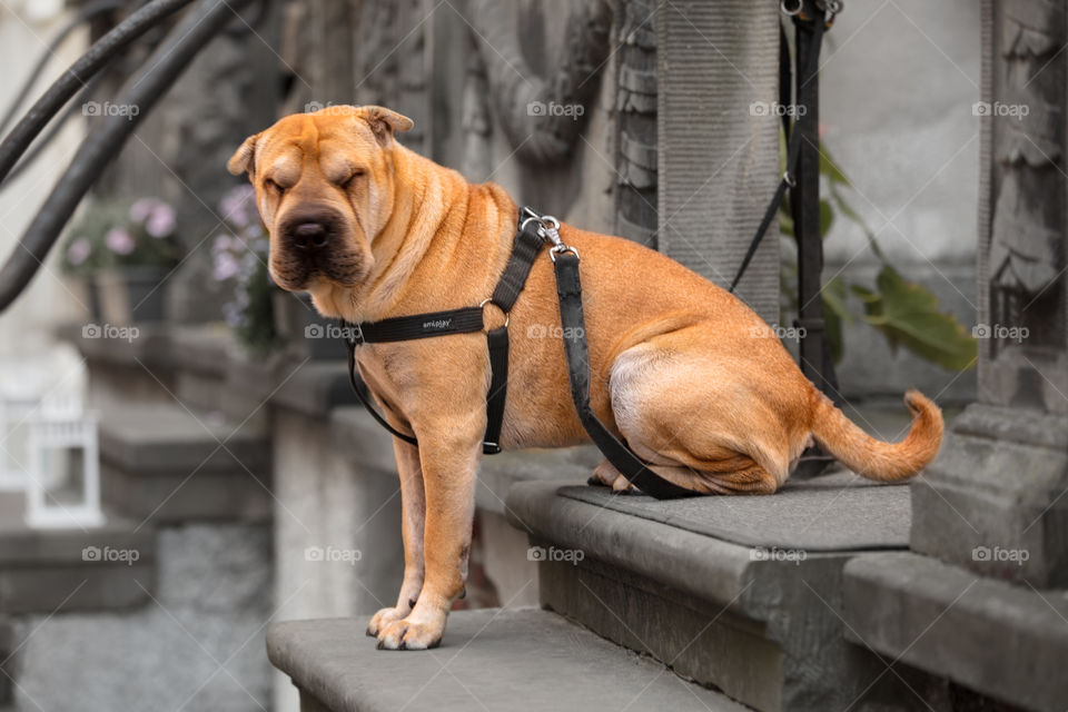 Nice orange coat of Shar Pei dog sitting on the stairs