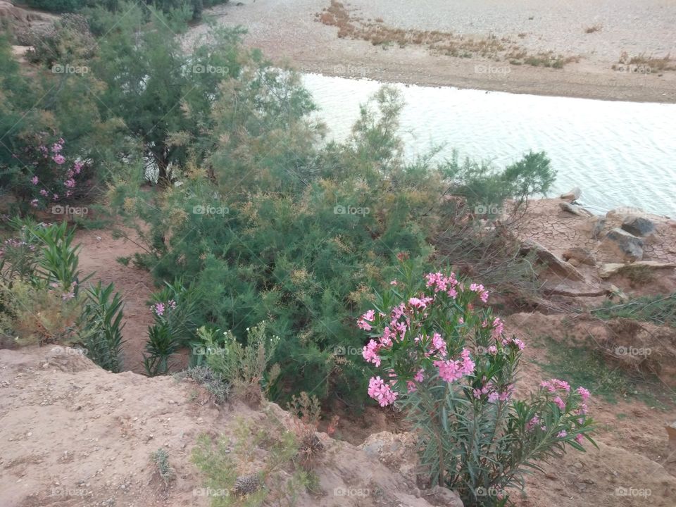 river mountanis flower nature water