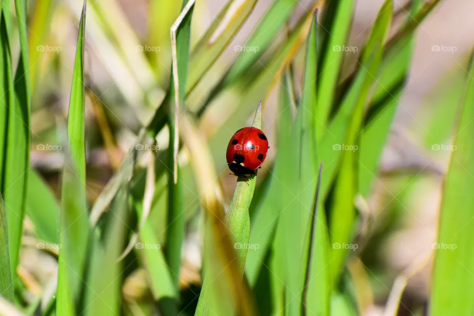 insect