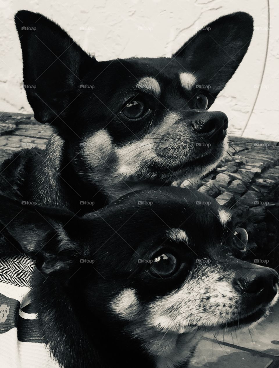 Chihuahua blanco y negro